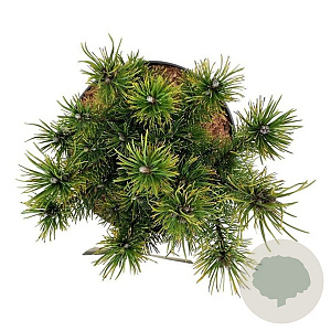 Pinus mugo 'Ophir' 20-25 cm 5,0L