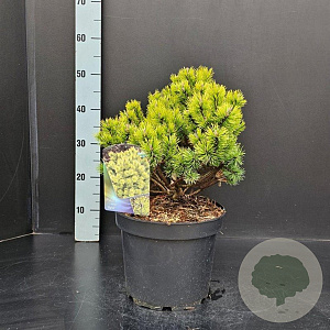 Pinus mugo 'Ophir' 30-40 cm 7,5L