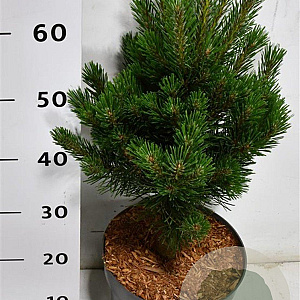 Pinus mugo 'Rigi' 50-60 cm 7,5L