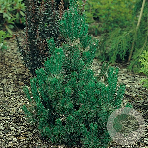 Pinus mugo 'Rigi' 60-80 cm 7,5L