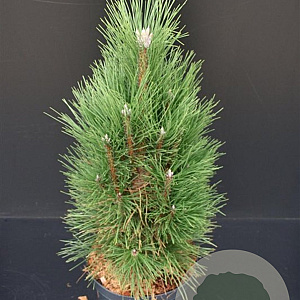 Pinus nigra 'Green Tower' 60-80 cm 7,5L