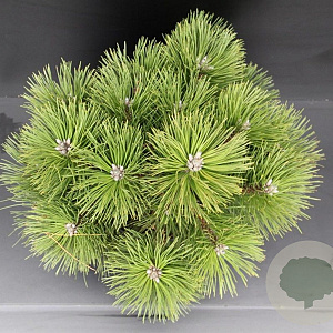 Pinus nigra 'Nana' 40-50 cm 7,5L