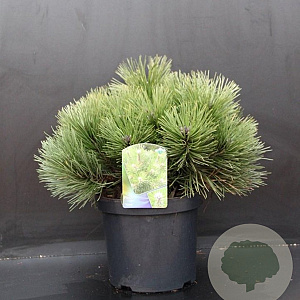 Pinus nigra 'Nana' 40-50 cm 7,5L