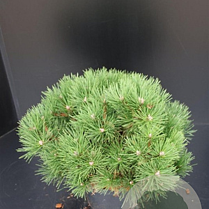 Pinus nigra 'Nana' 50-60 cm 7,5L