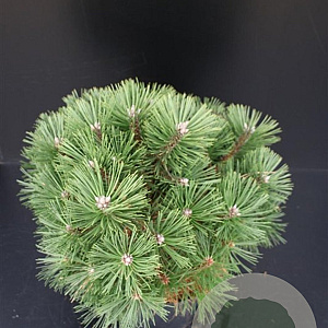 Pinus nigra 'Nana' 50-60 cm 7,5L