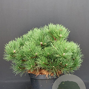 Pinus nigra 'Nana' 50-60 cm 7,5L