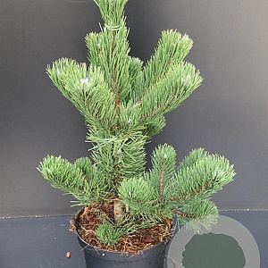 Pinus nigra 'Oregon Green' 60-80 cm 7,5L
