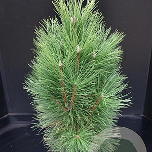 Pinus nigra 'Pyramidalis' 60-80 cm 7,5L