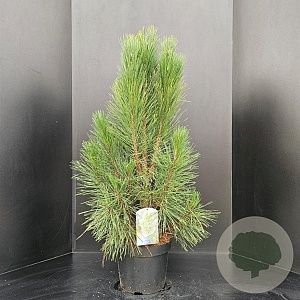Pinus nigra 'Pyramidalis' 80-100 cm 10L