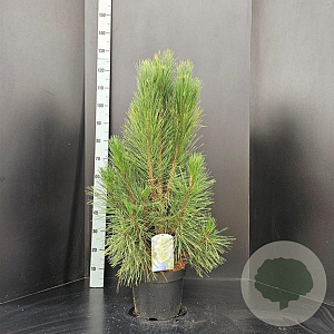 Pinus nigra 'Pyramidalis' 80-100 cm 10L