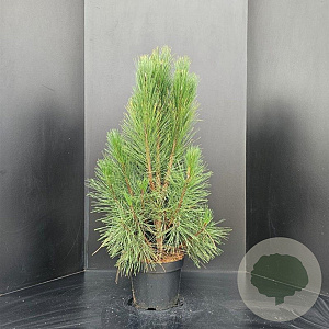 Pinus nigra 'Pyramidalis' 80-100 cm 10L