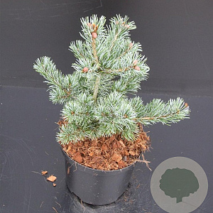 Pinus parv. 'Negishi' 30-40 cm 5,0L