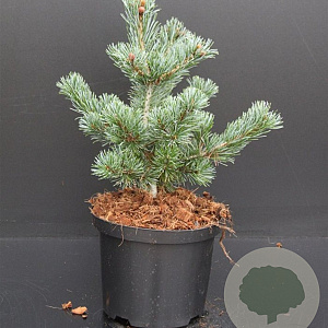 Pinus parv. 'Negishi' 30-40 cm 5,0L