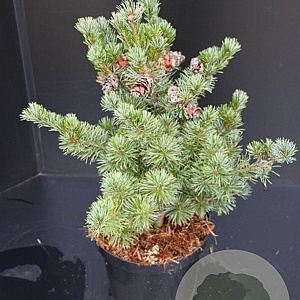 Pinus parv. 'Negishi' 30-40 cm 5,0L