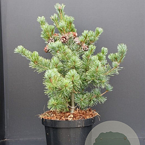 Pinus parv. 'Negishi' 40-50 cm 7,5L