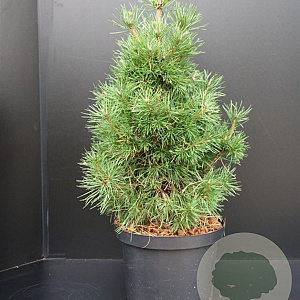 Pinus sylv. 'Globosa Viridis' 50-60 cm 7,5L