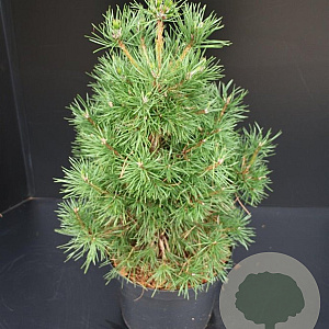Pinus sylv. 'Globosa Viridis' 50-60 cm 7,5L