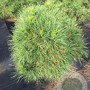 Pinus sylv. 'Globosa Viridis' 60-80 cm 7,5L