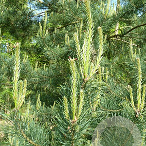 Pinus sylv. 'Repens' 80-100 cm 7,5L