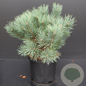 Pinus sylv. 'Watereri' 30-40 cm 5,0L