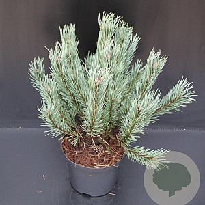 Pinus sylv. 'Watereri' 30-40 cm 5,0L