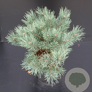 Pinus sylv. 'Watereri' 30-40 cm 5,0L