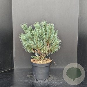 Pinus sylv. 'Watereri' 40-50 cm 7,5L