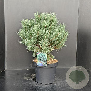Pinus sylv. 'Watereri' 40-50 cm 7,5L