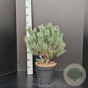 Pinus sylv. 'Watereri' 40-50 cm 7,5L