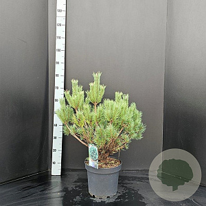 Pinus sylv. 'Watereri' 50-60 cm 7,5L