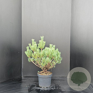 Pinus sylv. 'Watereri' 50-60 cm 7,5L