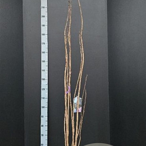Prunus ser. 'Amanogawa' 200-225 cm 20L