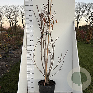 Prunus ser. 'Kanzan' 175-200 cm 20L