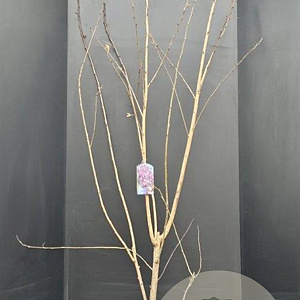Prunus ser. 'Kanzan' 200-225 cm 20L