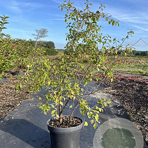 Prunus spinosa 80-100 cm 7,5L