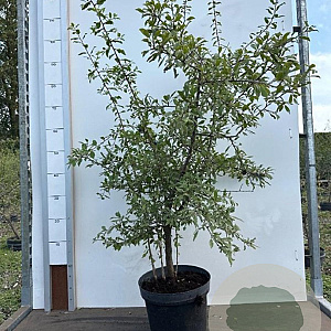 Prunus spinosa 80-100 cm 7,5L