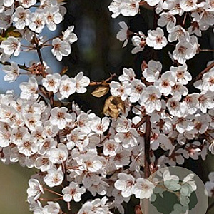 Prunus 'Trailblazer' 175-200 cm 20L