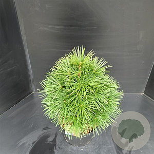 Sciadopitys verticillata 50-60 cm 10L