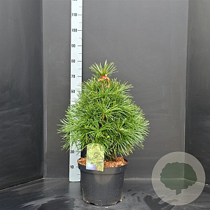 Sciadopitys verticillata 50-60 cm 10L
