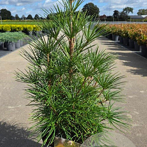 Sciadopitys verticillata 50-60 cm 10L