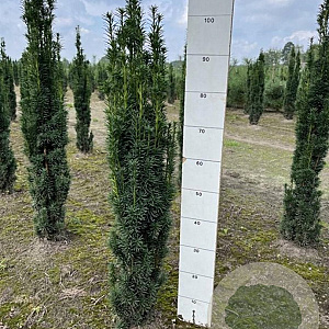 Taxus b. 'Fastigiata Robusta' 80-100 cm met kluit