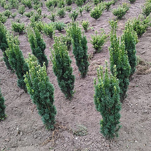 Taxus b. 'Fastigiata Robusta' 80-100 cm met kluit