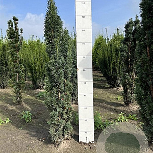 Taxus b. 'Fastigiata Robusta' 80-100 cm met kluit
