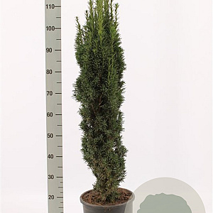 Taxus b. 'Fastigiata Robusta' 80-100 cm met kluit