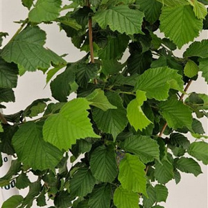 Corylus avellana 175-200 cm 15L