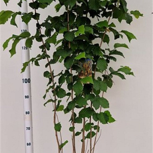 Corylus avellana 175-200 cm 15L