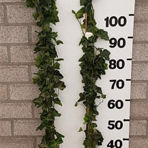 Hedera hibernica 125-150 cm 2,0L 3-4 tak