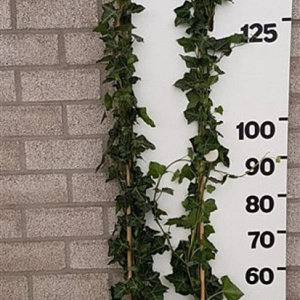 Hedera hibernica 150-175 cm 2,0L 3-4 tak