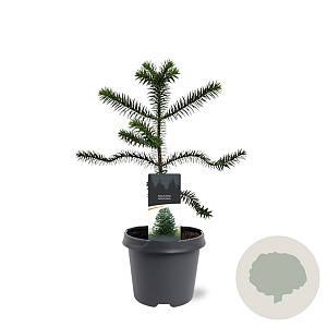 Araucaria araucana 30-40 cm 5,0L