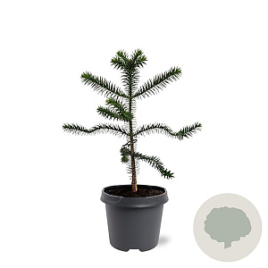Araucaria araucana 30-40 cm 5,0L